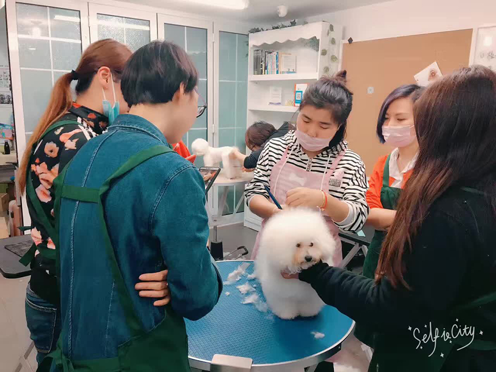 零基础美容师培训|c级班|宠物店萌系造型研修班简介-飞雪宠物美容培训